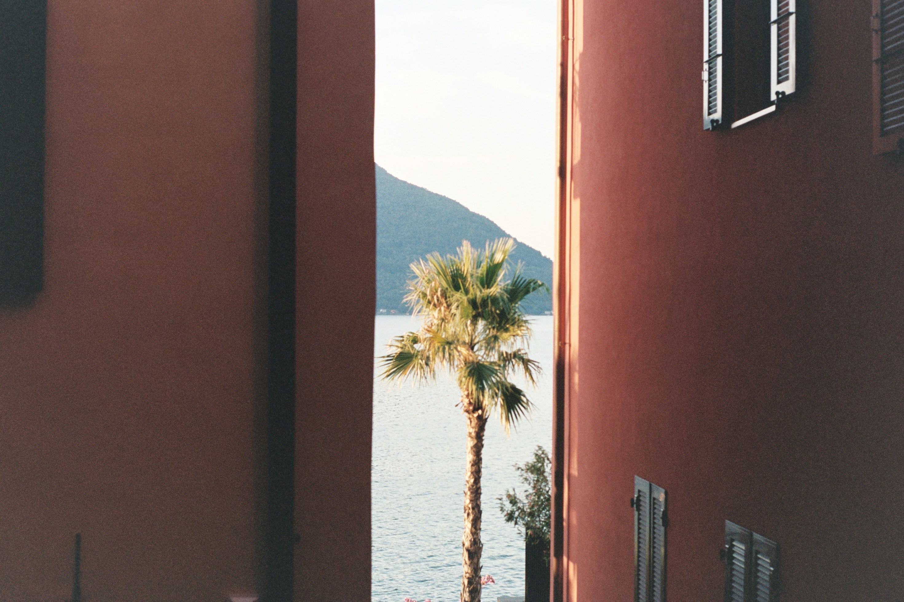 a palm tree outside a building