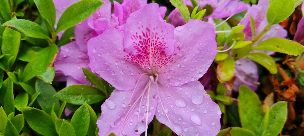 a close up of a flower