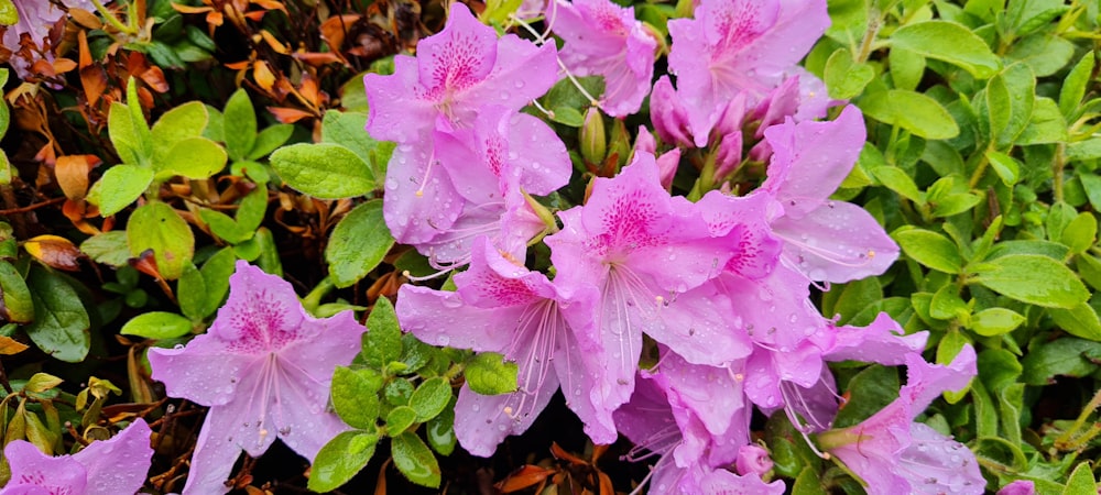 a group of purple flowers