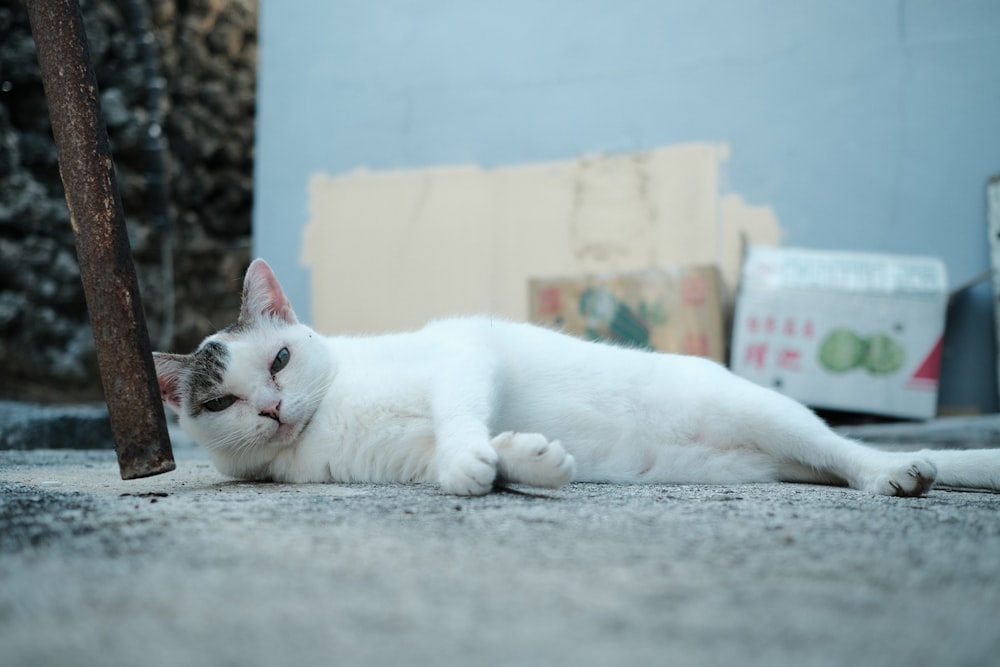 a white cat lying on the ground