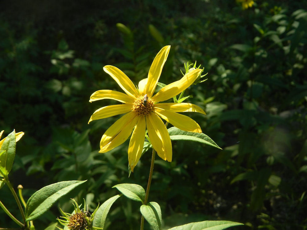 a yellow flower with green leaves