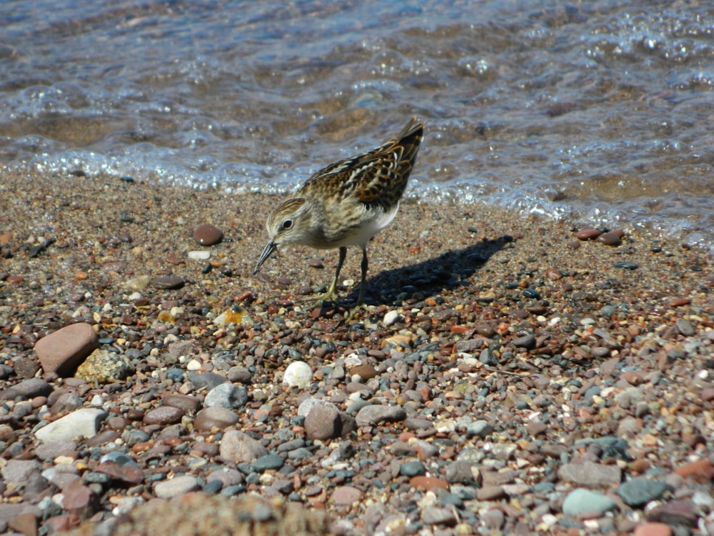 Un pájaro parado en una playa