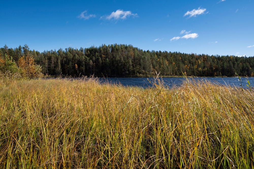 a lake surrounded by tall grass