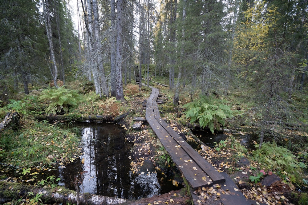 a wooden bridge over a stream in a forest