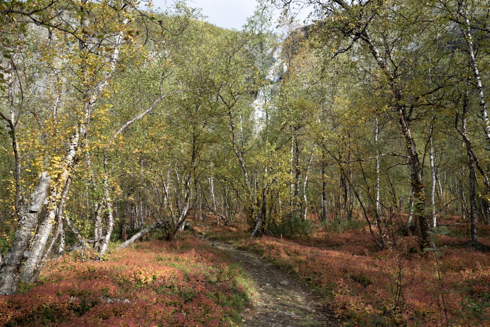 a dirt road in a forest