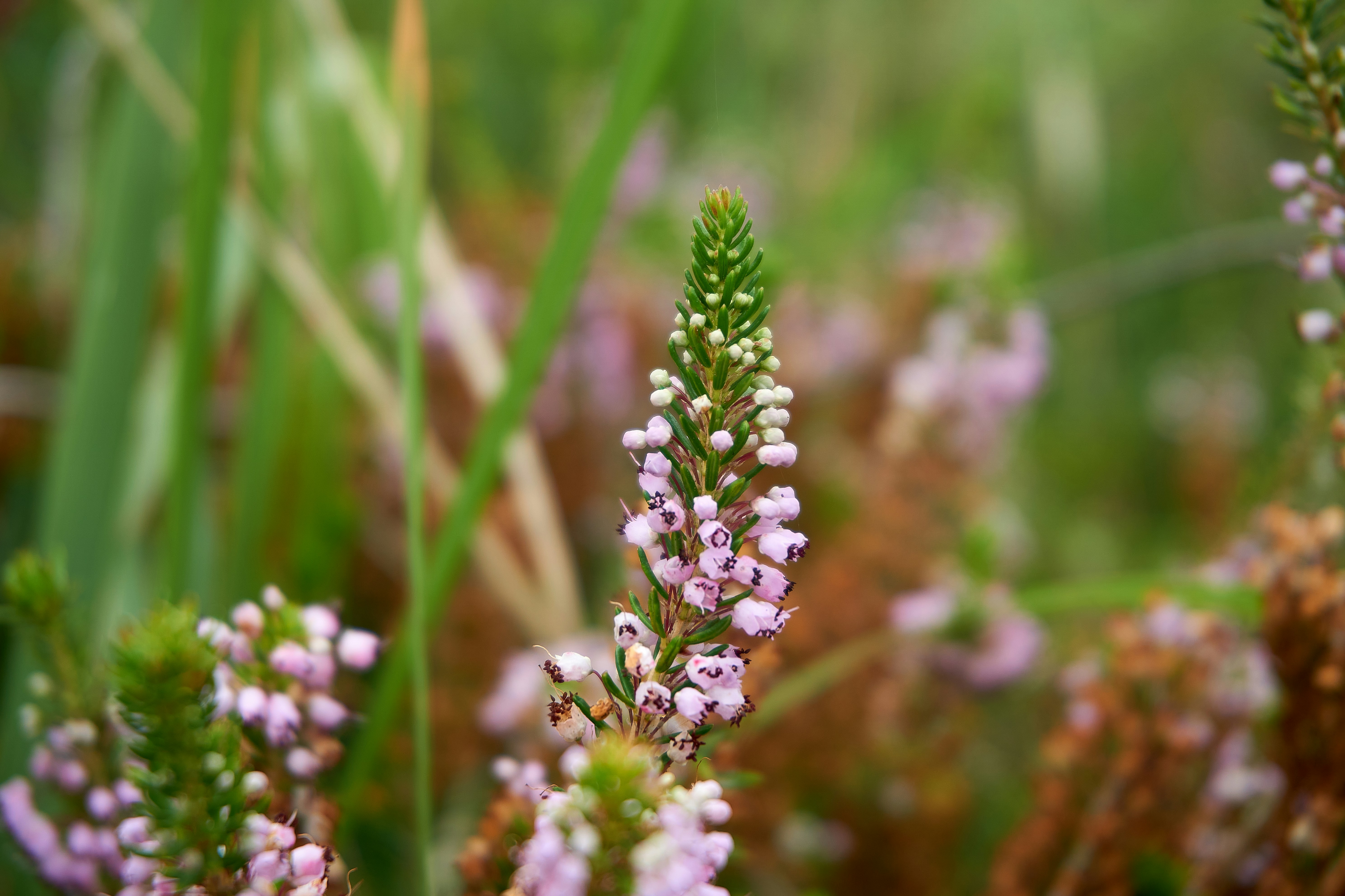 Photo by valeriano78