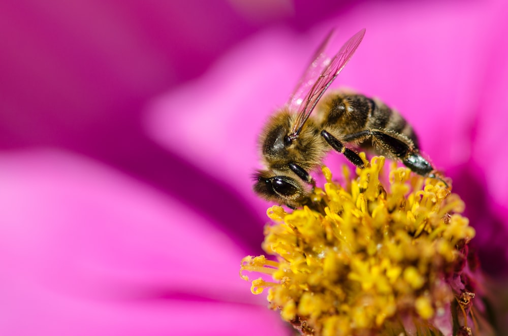 a bee on a flower