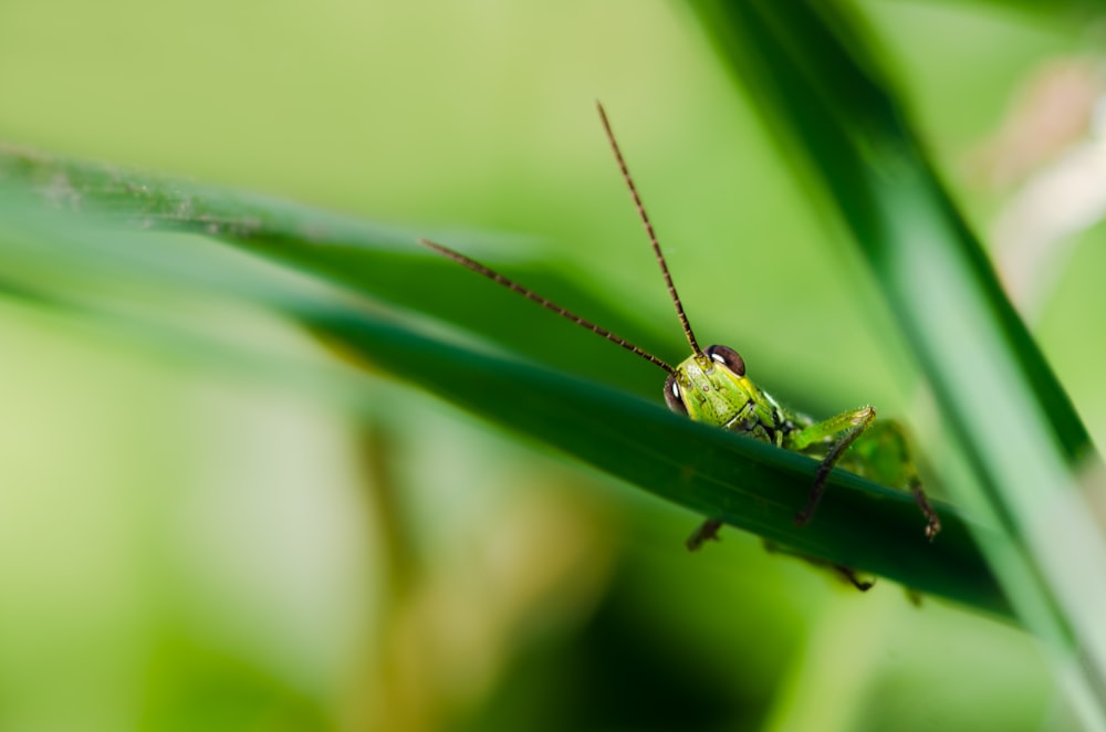 a close up of a bug