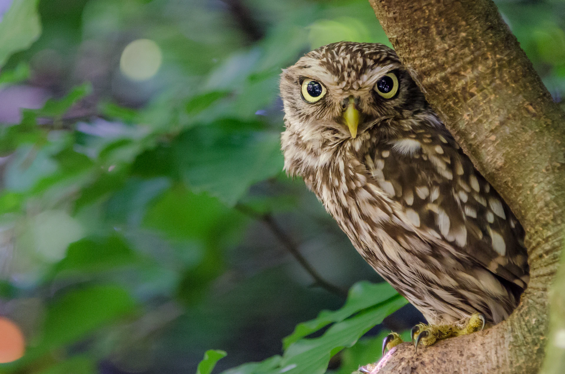 a bird standing on a branch