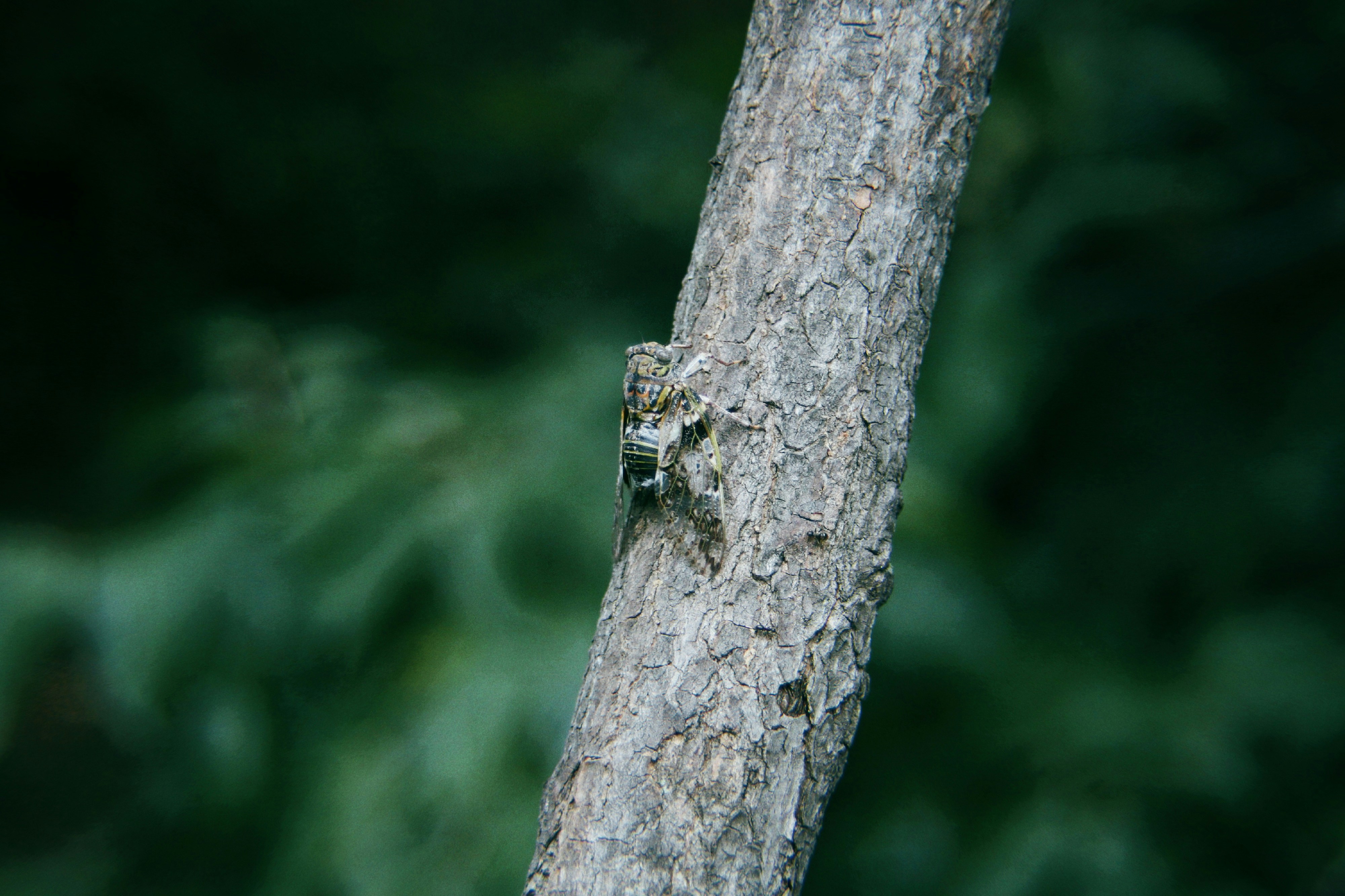 a bug on a tree