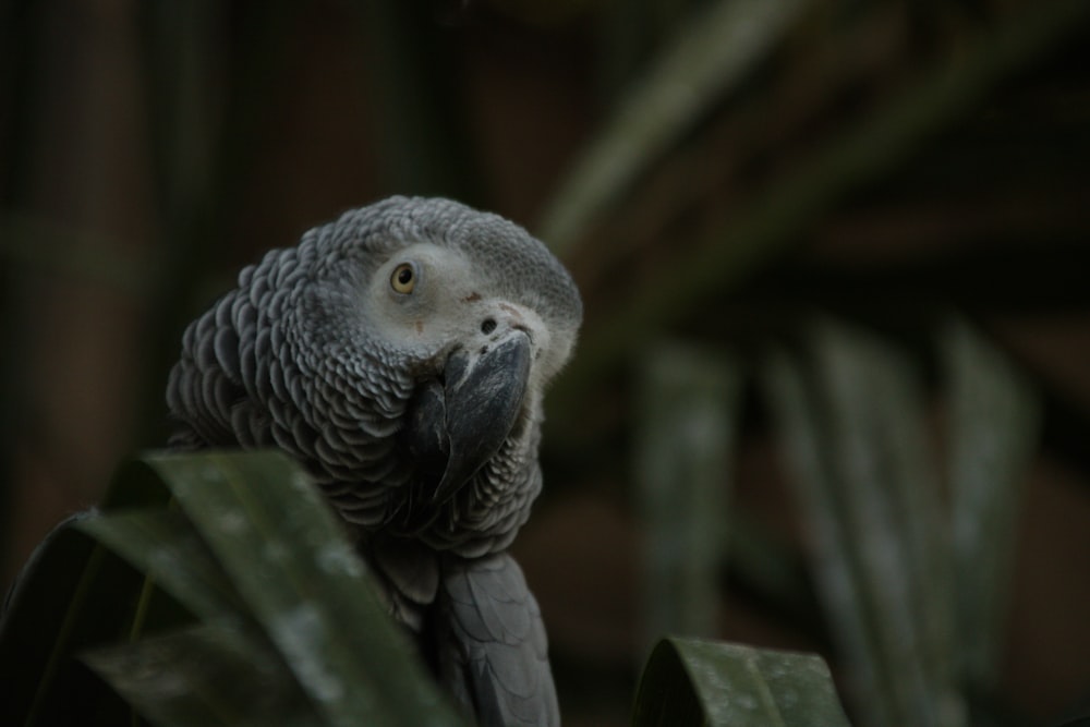 a grey bird with a grey beak