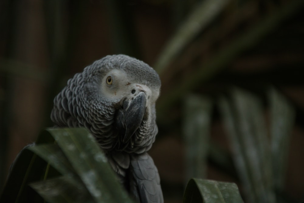 a grey bird with a grey beak