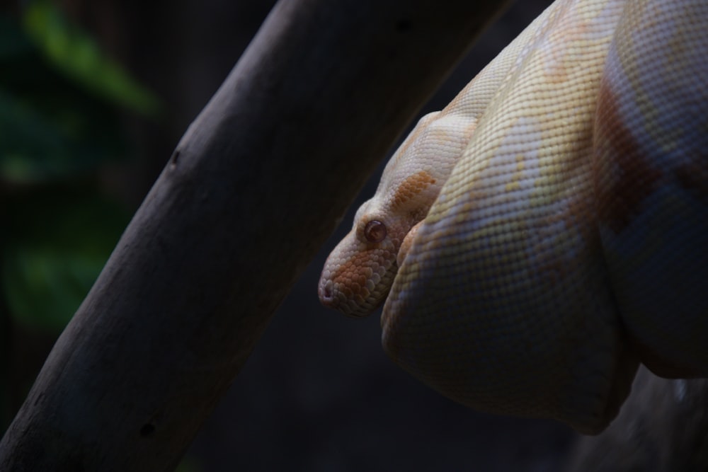 a snake on a branch