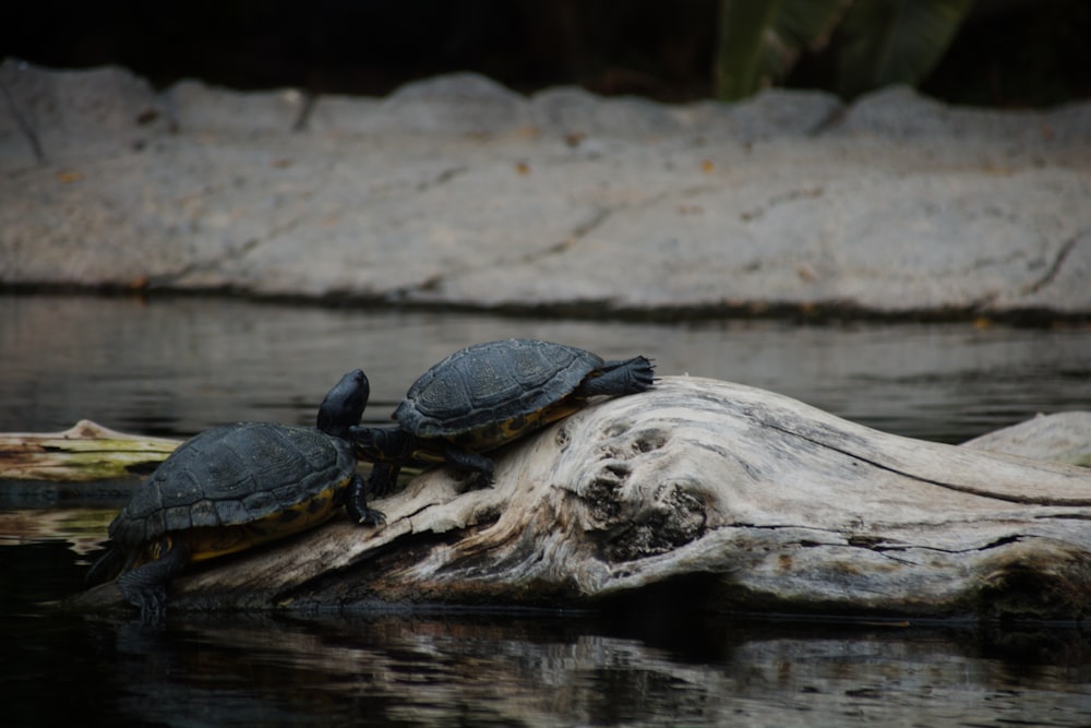 a group of turtles on a log