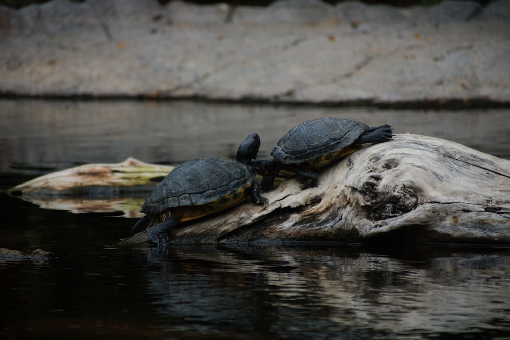 a group of turtles on a log