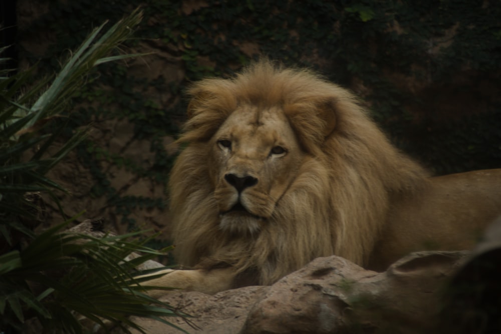 a lion lying on a rock