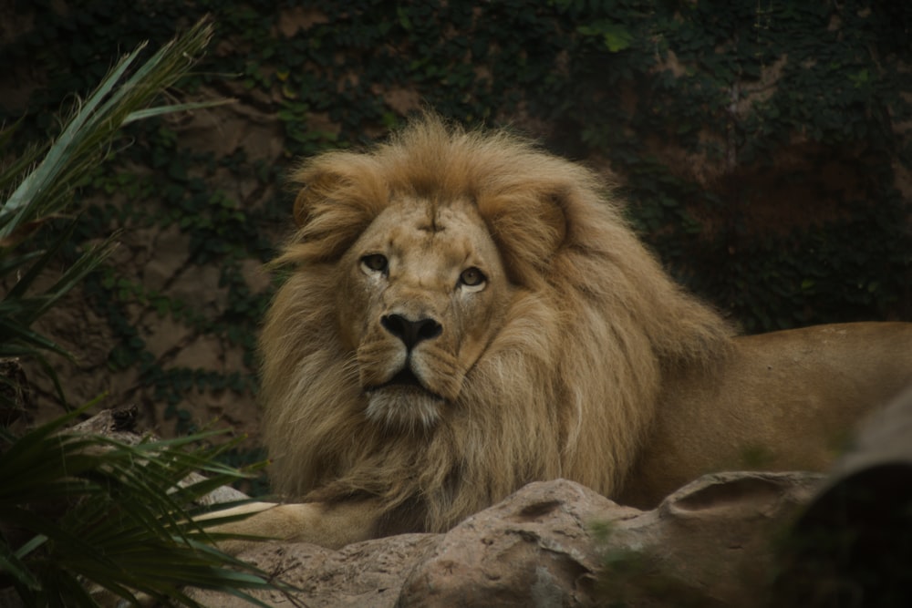 a lion lying on a rock