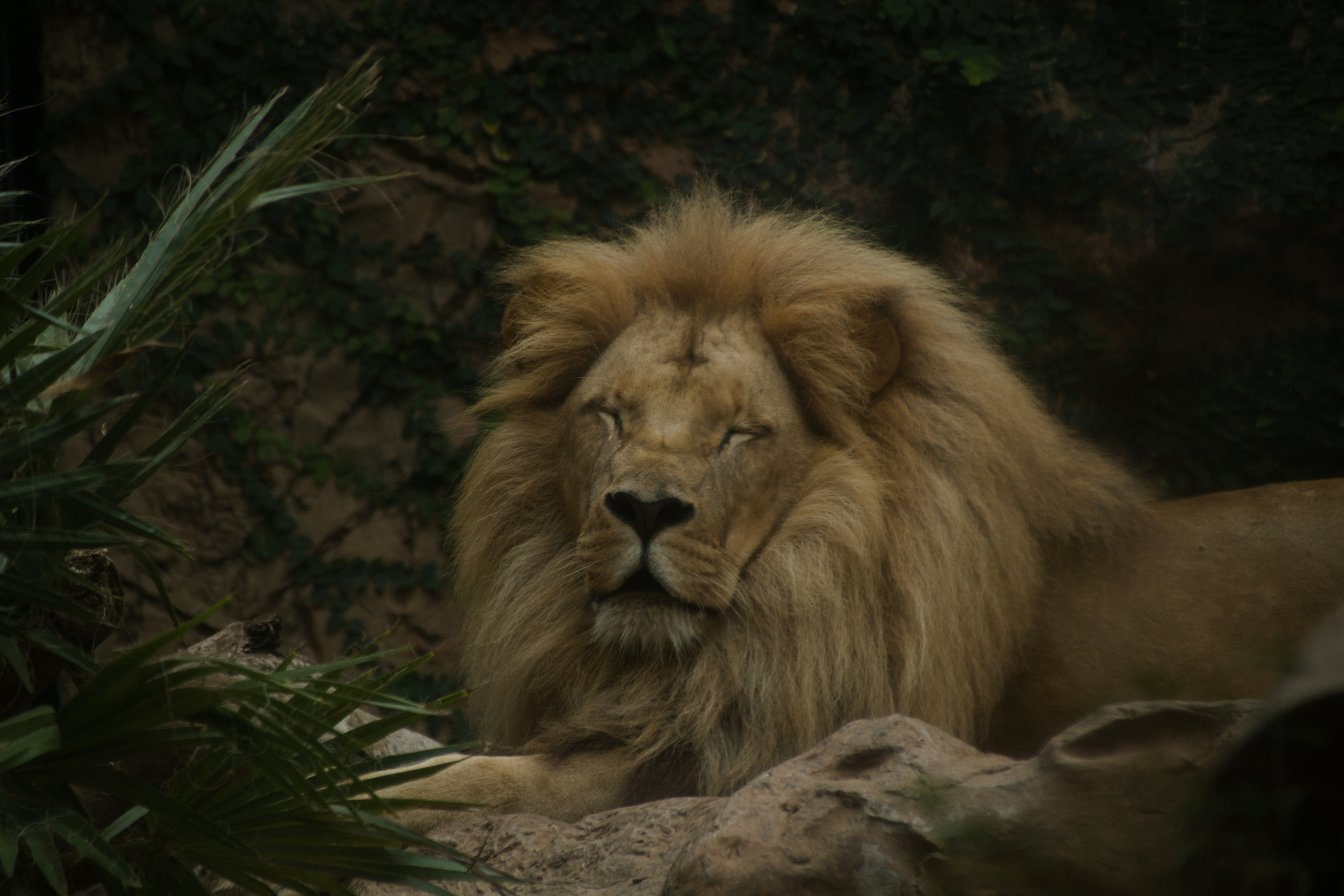 a lion lying down on a rock