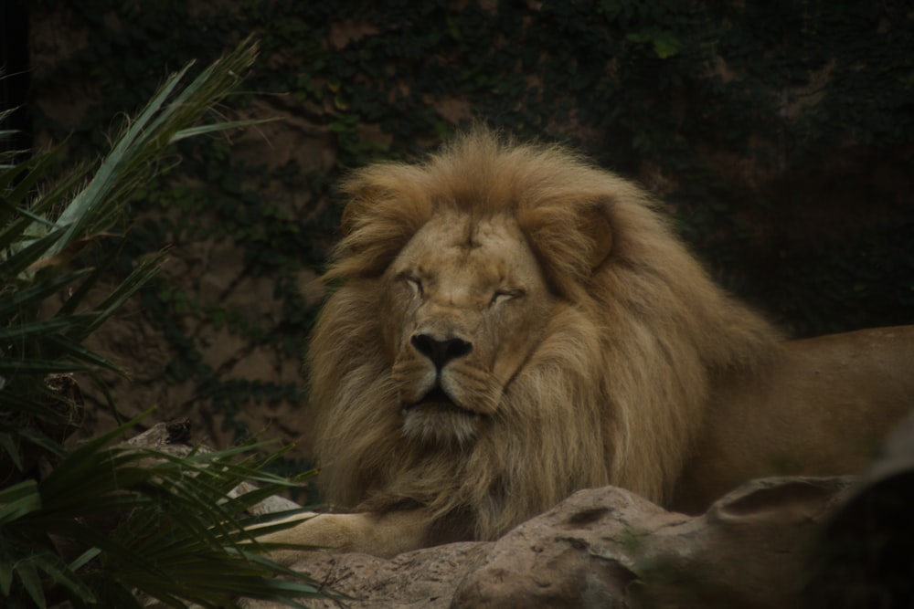 a lion lying down on a rock