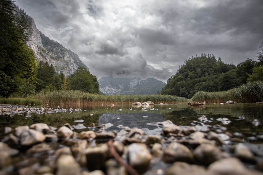 a river with rocks and trees