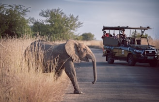an elephant carrying people