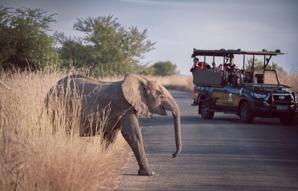 un elefante cargando gente