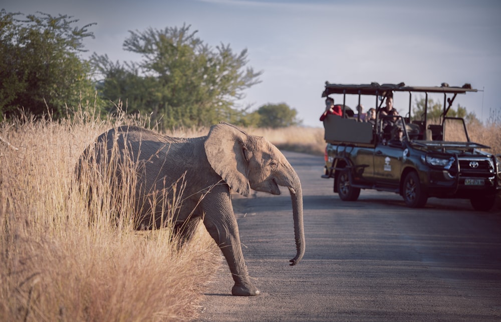 an elephant carrying people