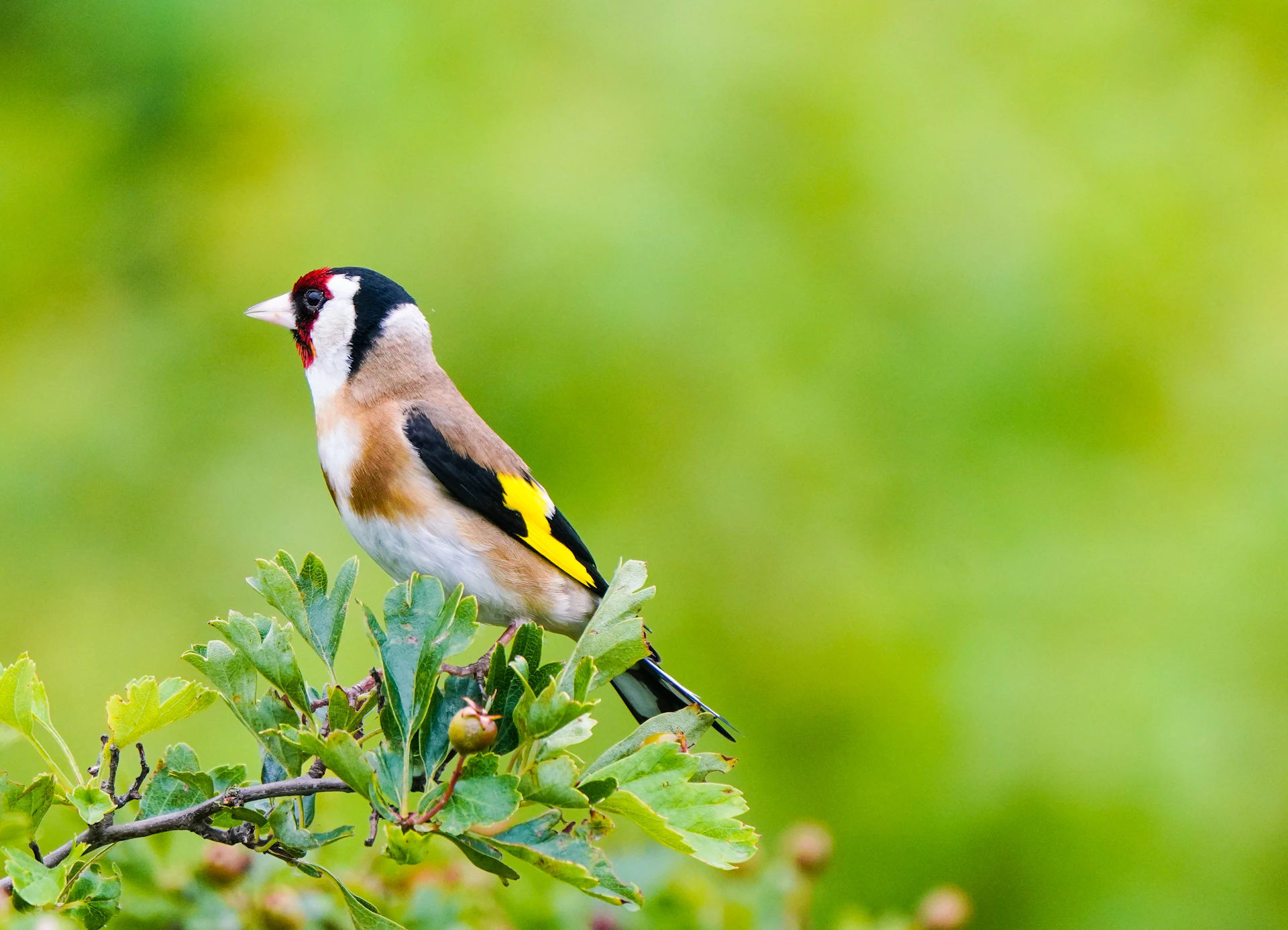 a bird perched on a branch