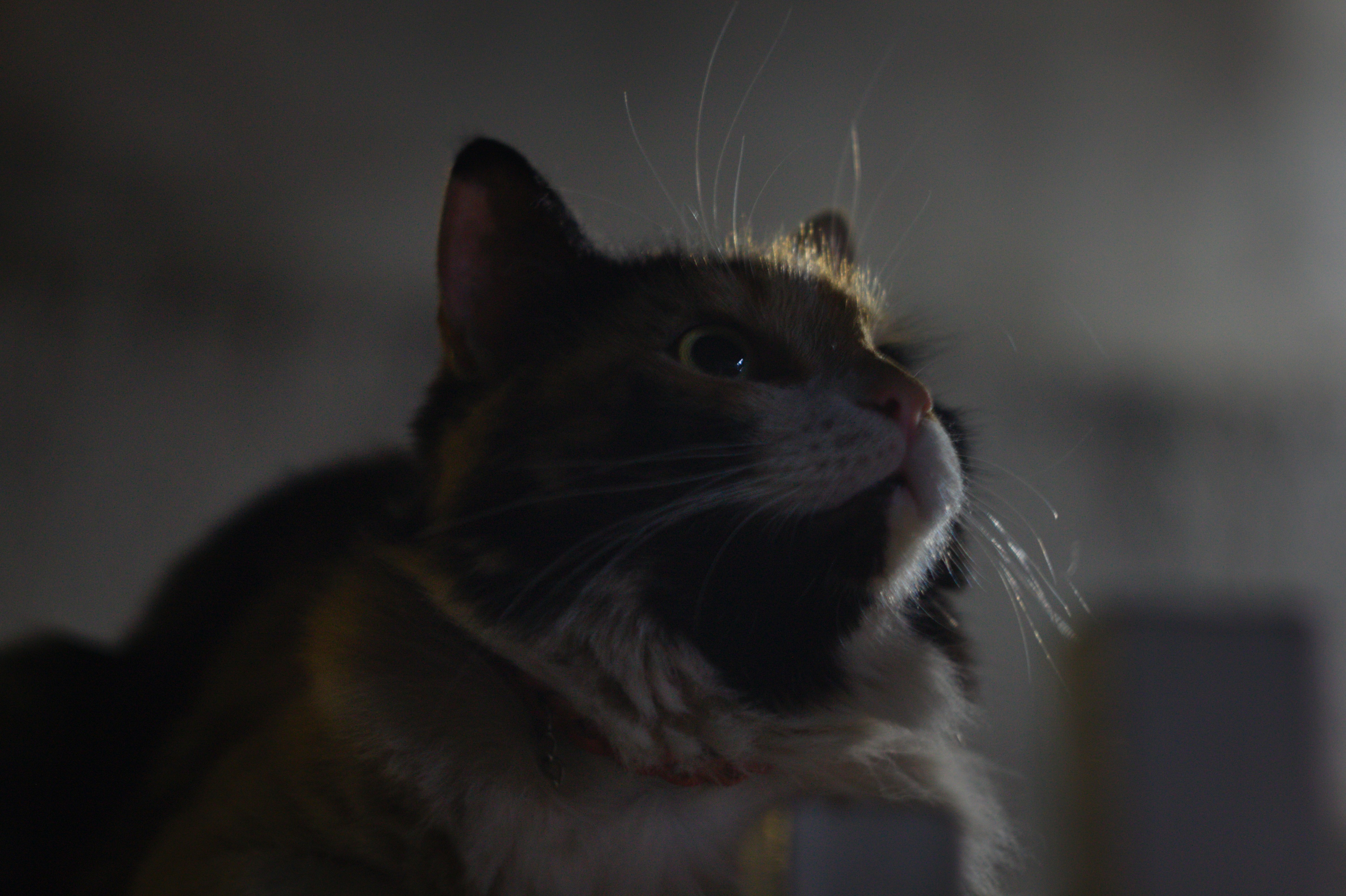 Photo by felipemelquearts