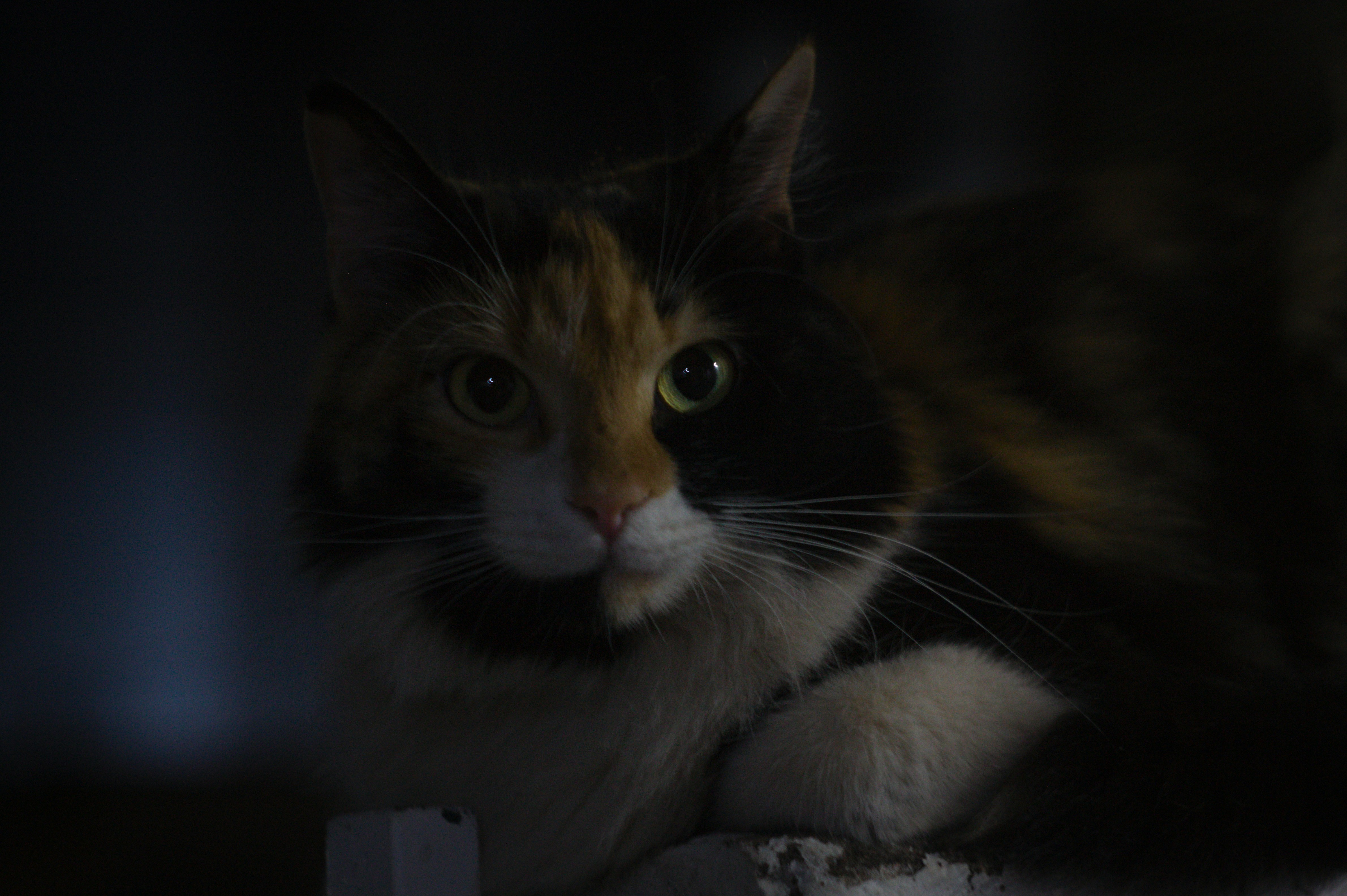 Photo by felipemelquearts