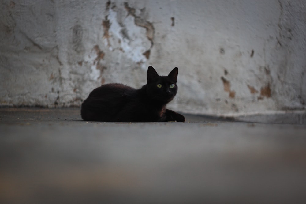 a black cat sitting on the floor