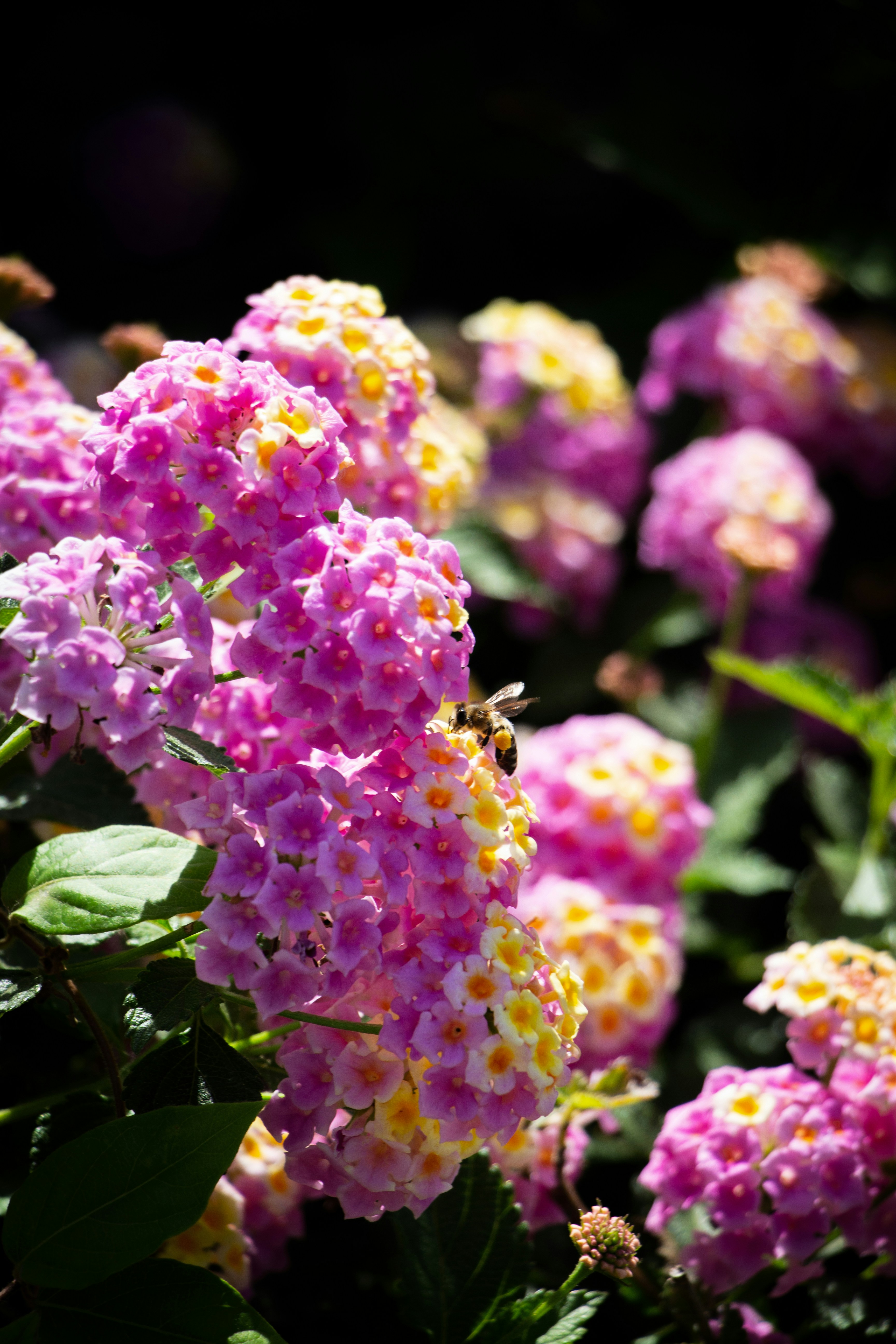 Lantana