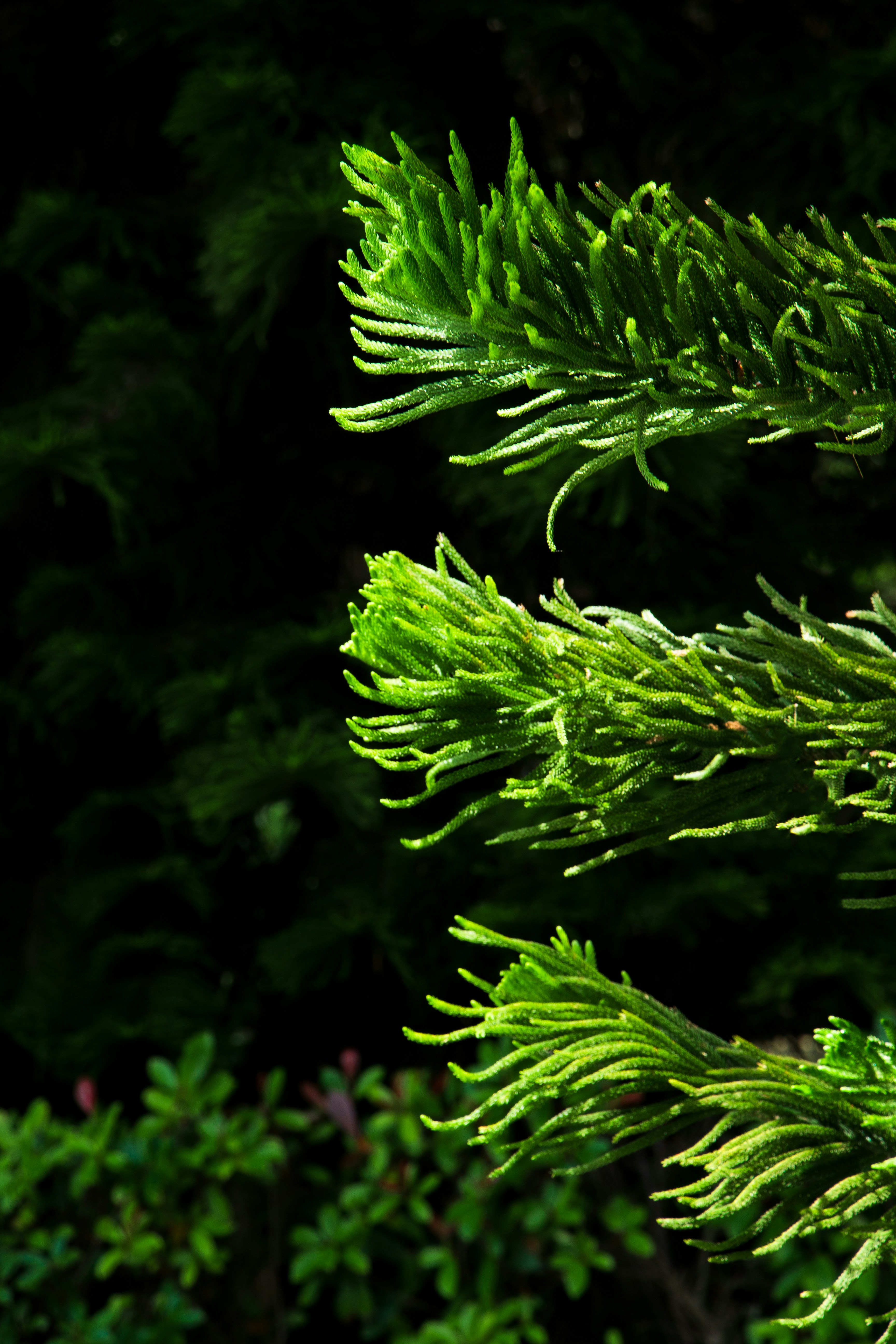 un gros plan de quelques plantes