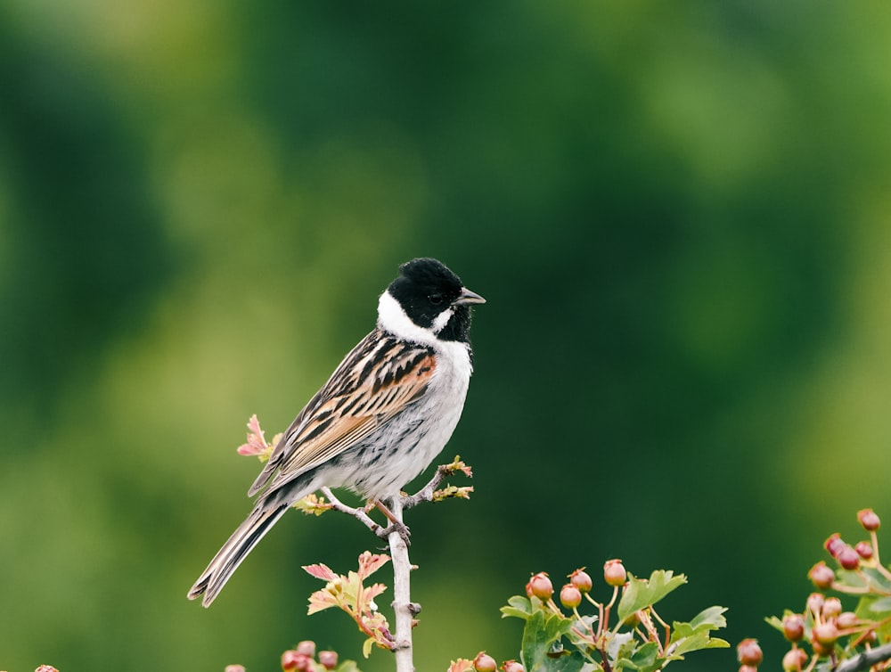 a bird sits on a branch