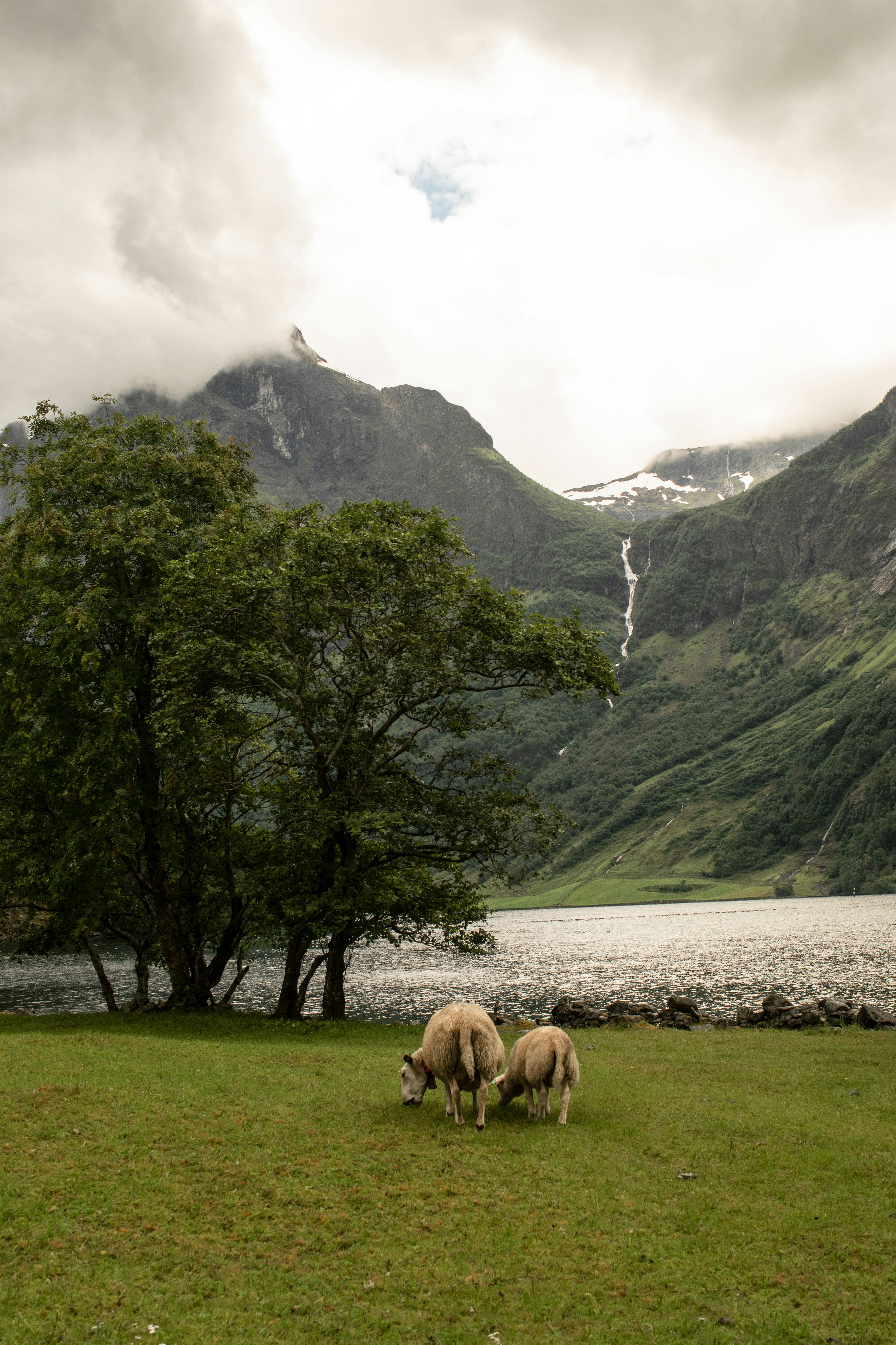 sheep grazing in a meadow