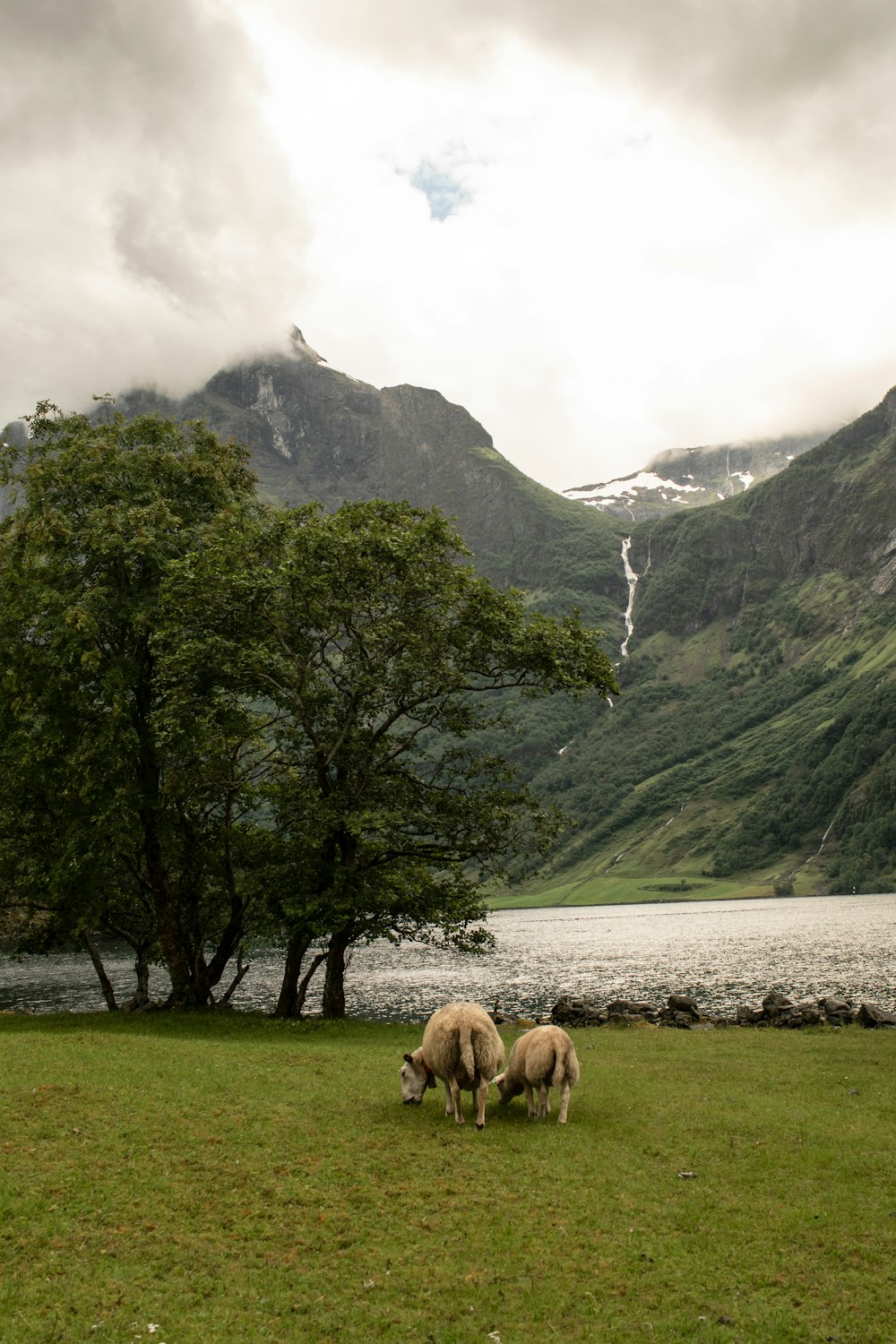 sheep grazing in a meadow