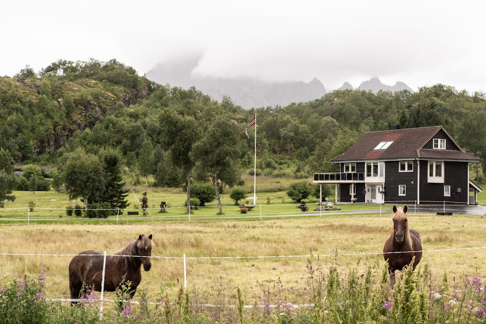 horses in a fenced pasture