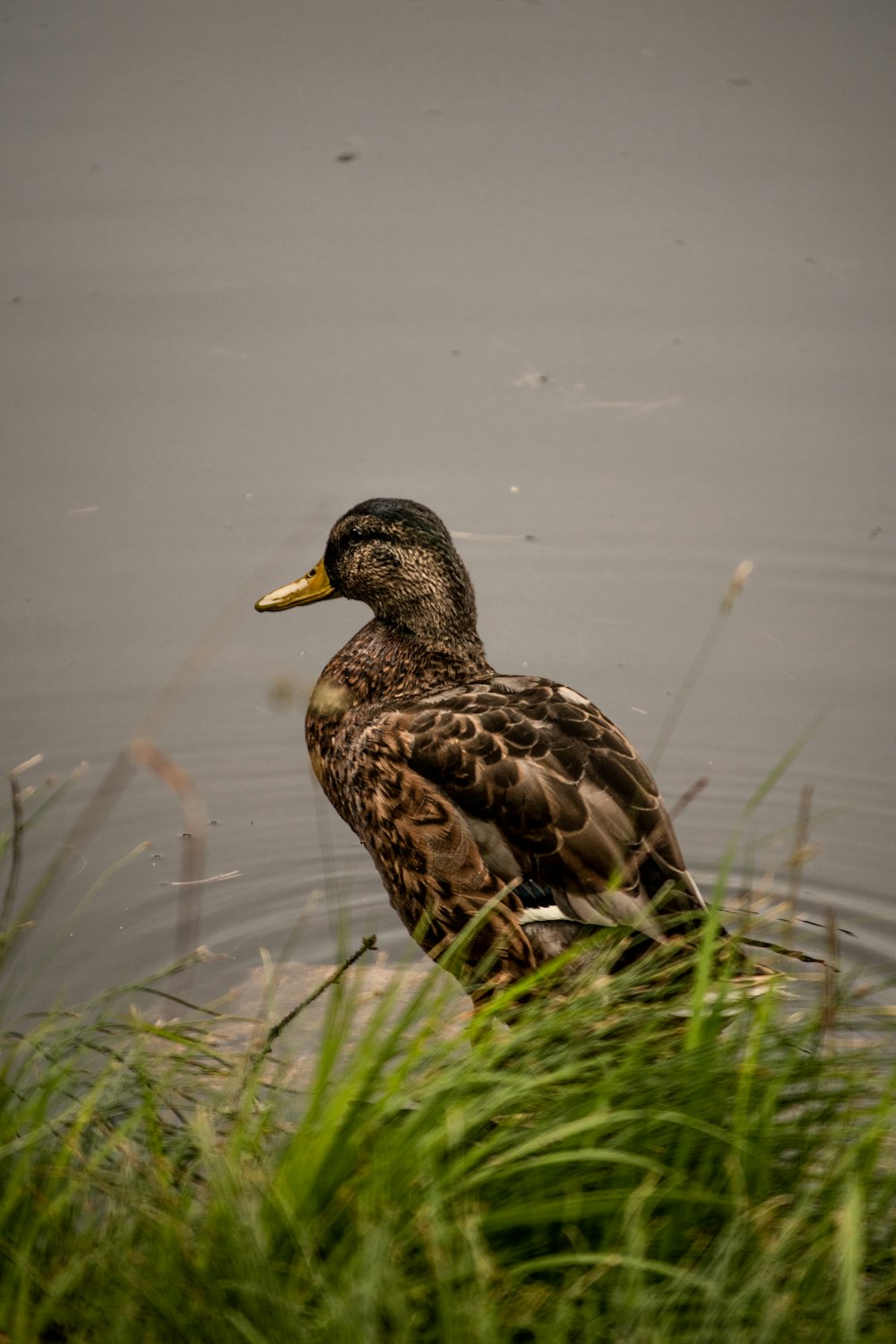 a duck sitting in the grass