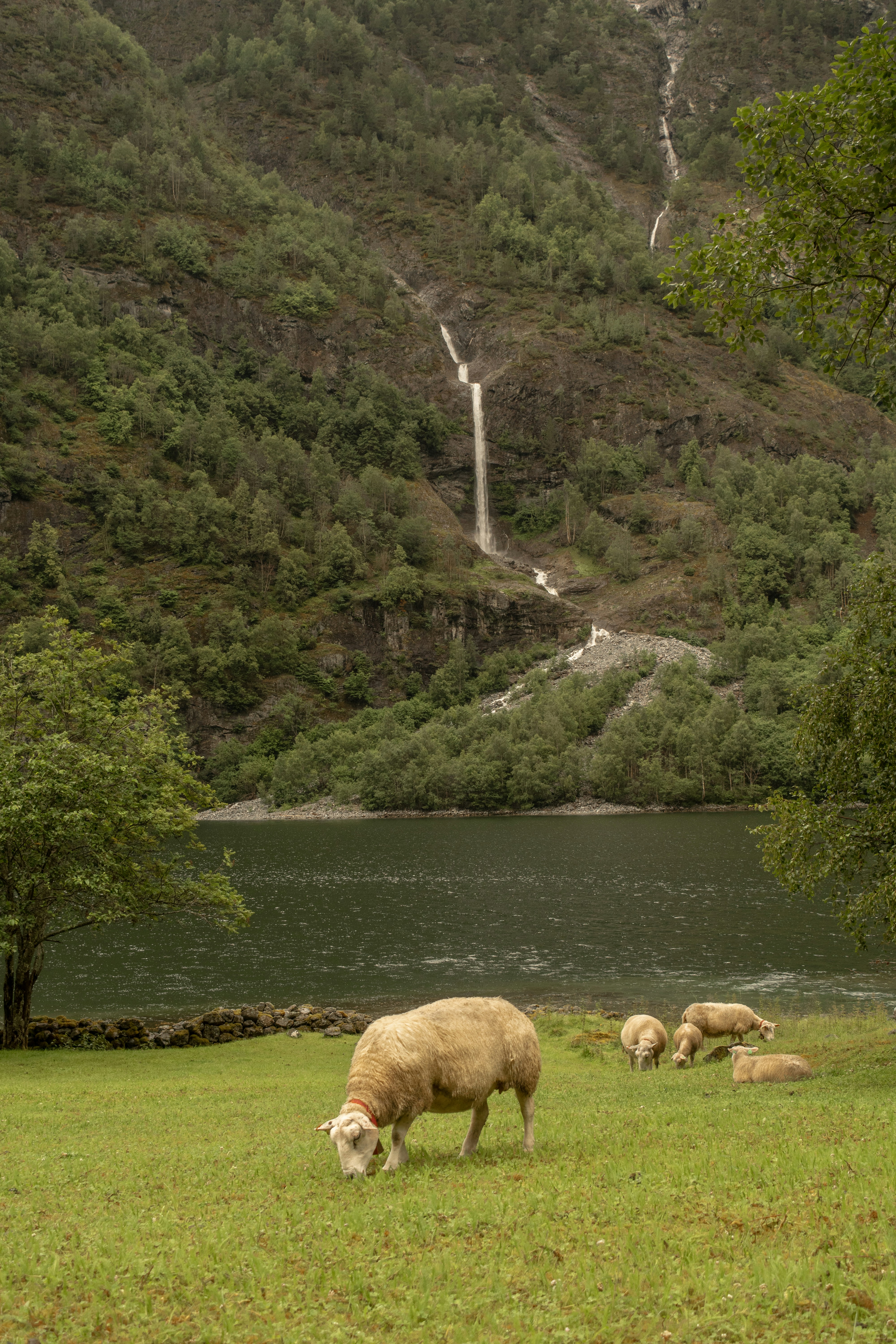 sheep grazing near a river