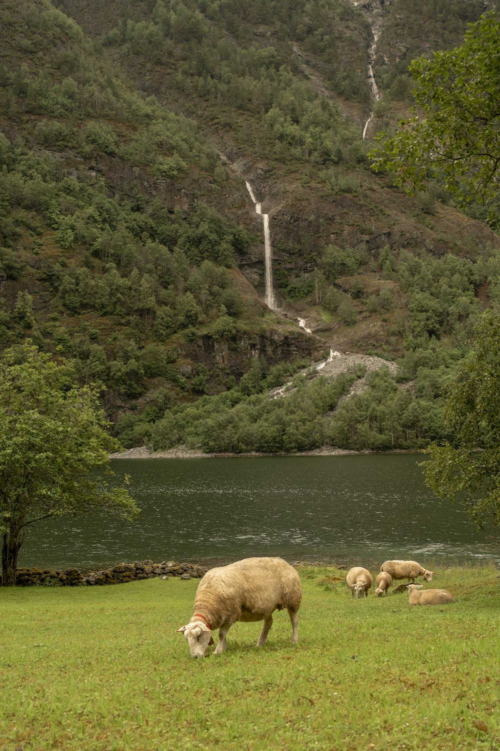ovelhas pastando perto de um rio