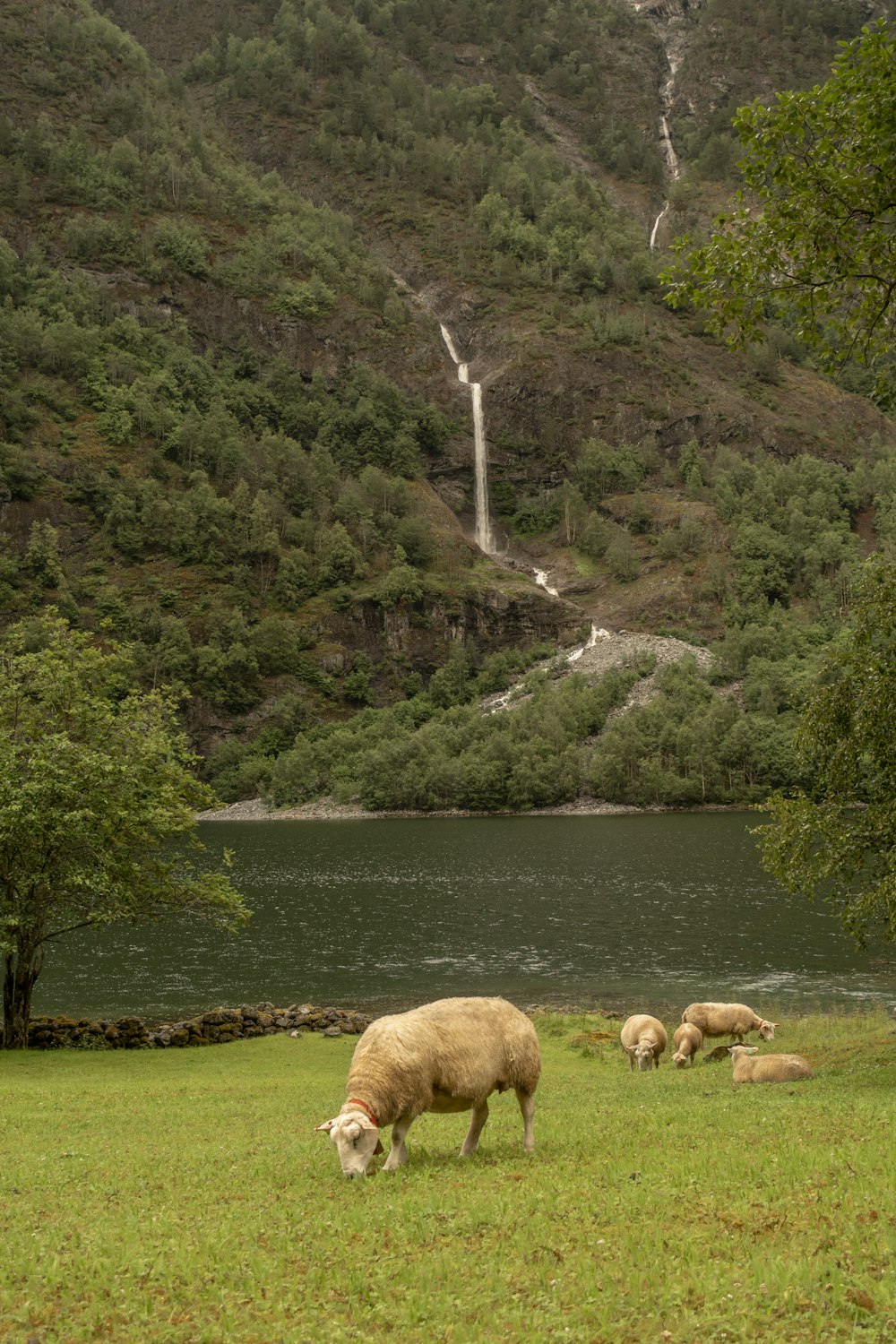 pecore al pascolo vicino a un fiume