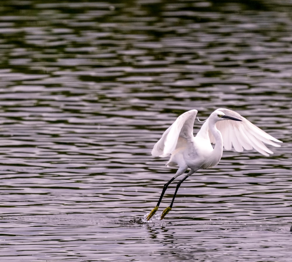 a bird walking in water