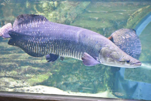 Large carnivorous fish feeding on floating pellets at the water surface, showing clean and clear water