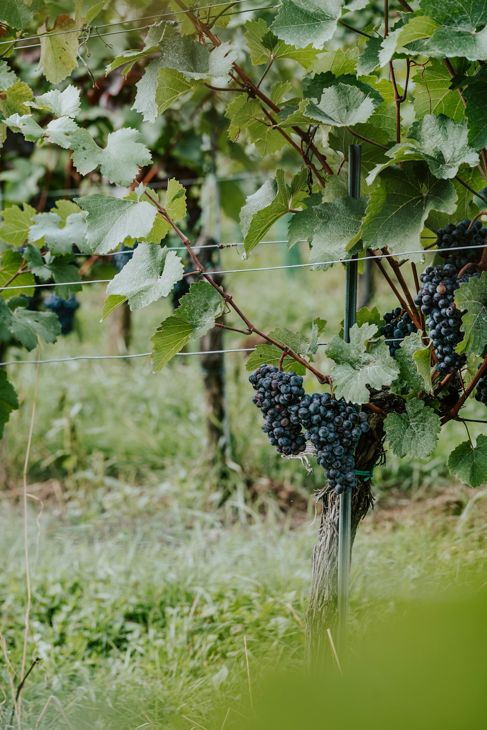 a close-up of grapes growing on a vine