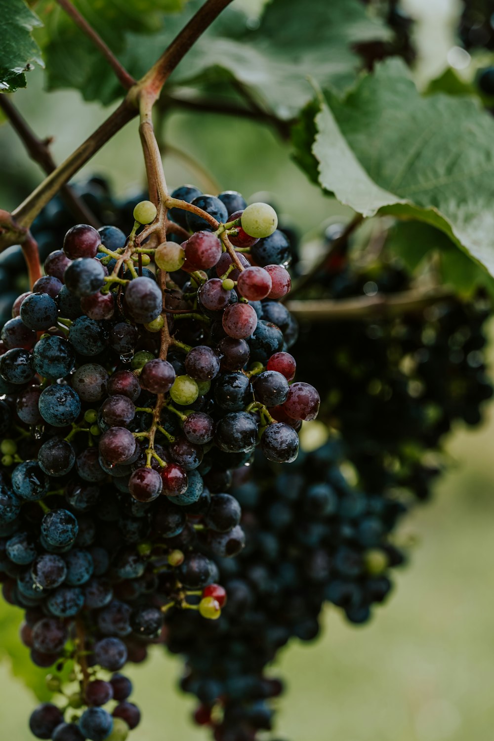 a bunch of grapes on a tree