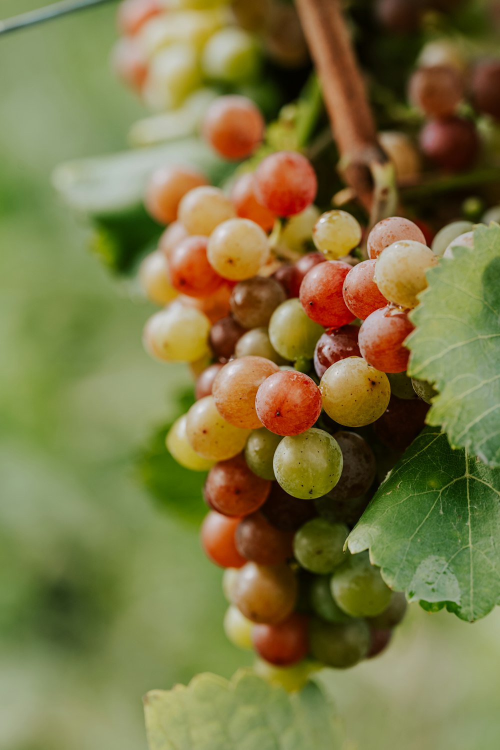 a close up of some berries