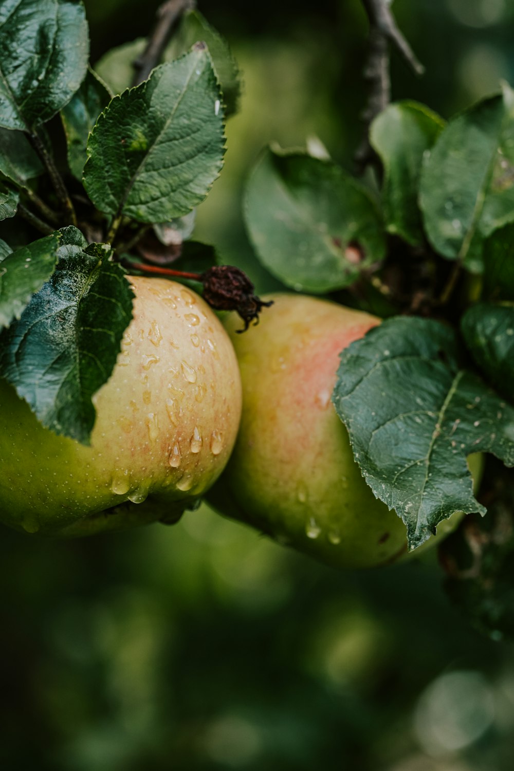 a fruit on a tree