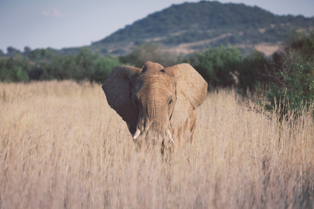 an elephant in a grassland