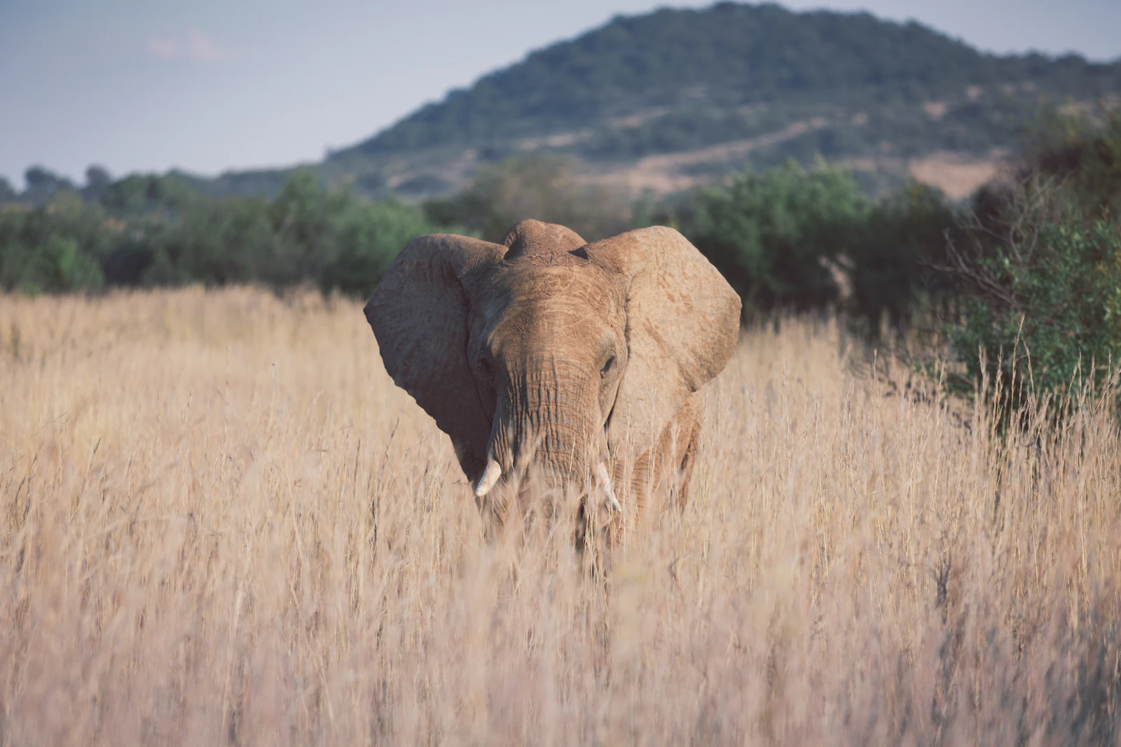 Thanda Safari