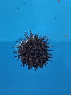 A spiky, brown spherical object floating against a bright blue background with scattered small specks and a few larger particles.